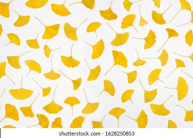 Yellow Ginko Biolba Leaves Pattern Background On White Background.
