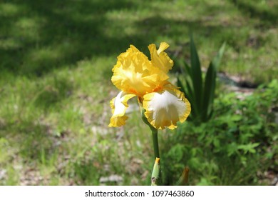 Yellow Gladiola in Spring