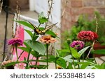 A yellow Glaucus sailboat (Papilio glaucus) butterfly resting on a flower in a garden