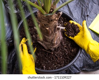 Yellow Gloves And A Palm Tree In A Pot