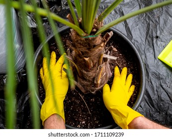 Yellow Gloves And A Palm Tree In A Pot