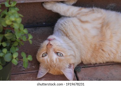 A Yellow And Gold Cat Lounges On Red Brick Patio Tile Next To Succulent Plants 9780