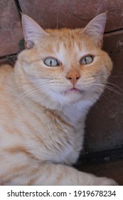 A Yellow And Gold Cat Lounges On Red Brick Patio Tile 9782