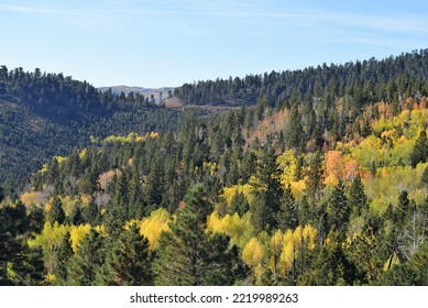 Yellow and gold trees  mingle with  pine forest on hillside against pale blue sky. - Shutterstock ID 2219989263