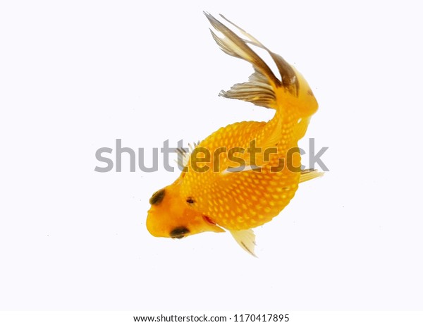 black and yellow goldfish