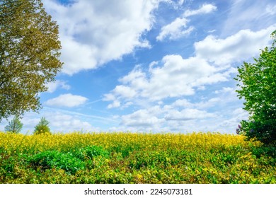 Yellow golden canola field in the summertime with colorful flowers - Shutterstock ID 2245073181