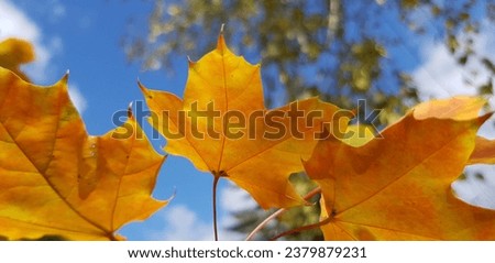 Yellow golden maple leaves (Acer) in the sun on a tree branch in the blue sky with treetops in the park (macro, bottom view, autumn background).