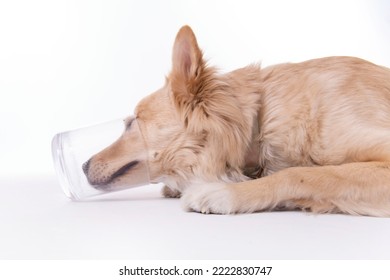Yellow Golden Retriever Chow Shepherd Type Mixed Breed Puppy Dog with Head Sticking in Empty Clear Treat Jar Hungry Curious Food Isolated in Studio on White Background 