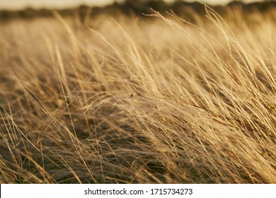 Yellow Golden Tussock Grass Of New Zealand In Wind.