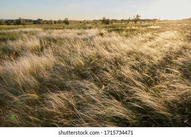 Yellow Golden Tussock Grass Of New Zealand In Wind.