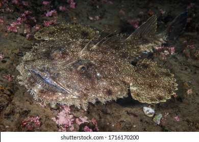 The Yellow Goosefish (Lophius Litulon)