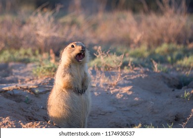 Yellow Gopher Screaming