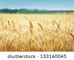 Yellow grain ready for harvest growing in a farm field