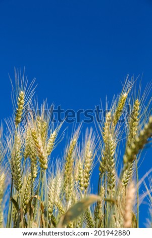 Similar – Image, Stock Photo wheat ears Field Wheat