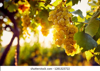 Yellow grapes in a vineyard at sunrise, with sunshine in the background