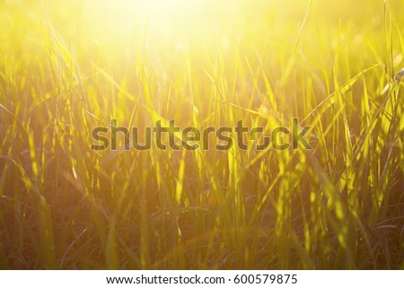 Yellow grass close up at sunrise or sunset with sun rays