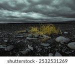 Yellow grass clump stands resilient on a rocky ground beneath a dramatic, overcast sky.