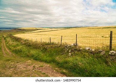 Yellow Grass Fields And Cloudy Sky