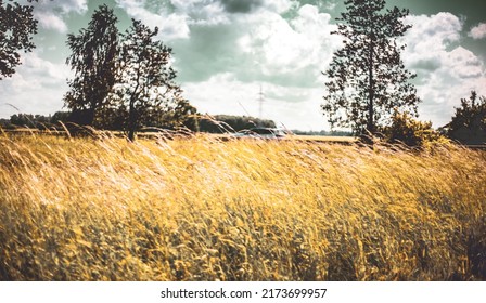 Yellow grass swaying in the wind and car passing in the background.