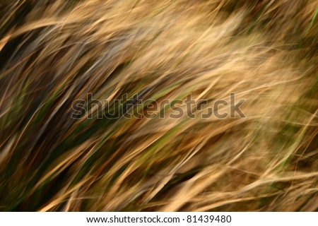 yellow grass in the wind