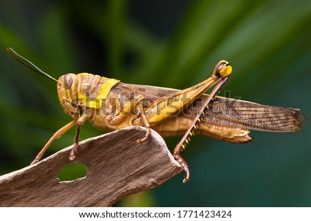 yellow grasshopper perched on woods