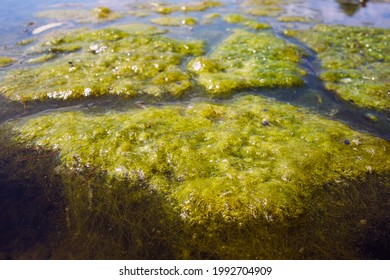 Yellow Green Algae On The Surface Of The Lake