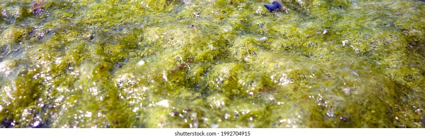 Yellow Green Algae On The Surface Of The Lake