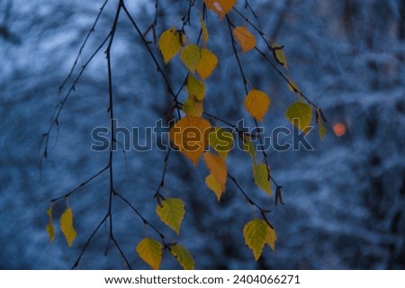 yellow and green birch leaves against the background of snow-covered trees in the evening Zdjęcia stock © 