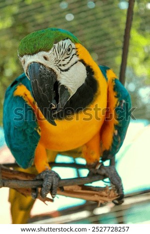 Yellow, green and blue parrot looking directly at the camera.
Yellow, green and blue parrot looking directly at the camera, with its beak half open and its tongue showing.