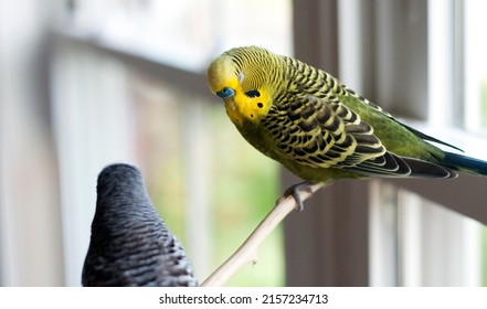 Yellow Green Budgie Is Feeling Sleep