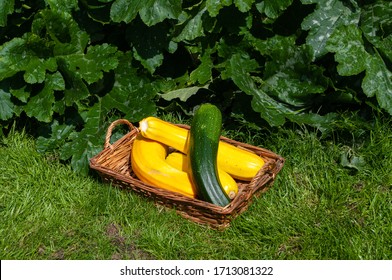 Yellow and green courgettes grown to marrow size in basket in front of growing courgette plants.