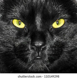 Chat Noir Yeux Jaunes Images Photos Et Images Vectorielles De Stock Shutterstock Chat Noir Yeux Jaunes Images Photos Et Images Vectorielles De Stock Shutterstock