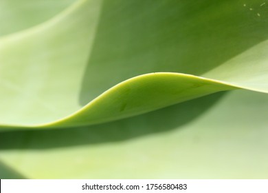 Yellow Green Leaf Macro, Beautiful Nature Photo