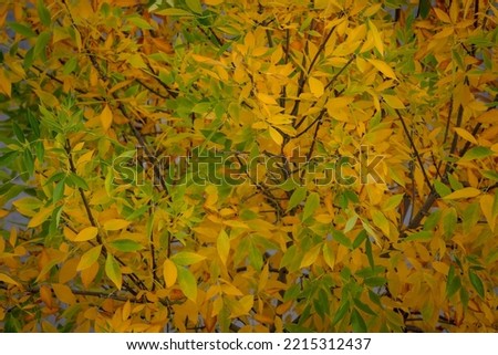 Yellow and green leaves. Autumn season, background.