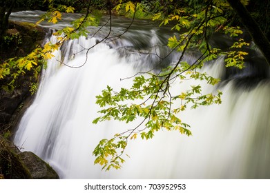 Yellow and green leaves of a tree over a rushing waterfall
