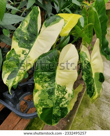 The yellow and green marbled leaf of Philodendron Burle Marx variegated plant