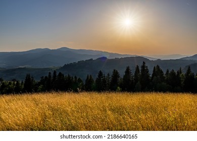 Yellow Green Meadow On The Hill Before Sunset, Mountains And Forest In The Background. No People, Clear Sky, Sunflare