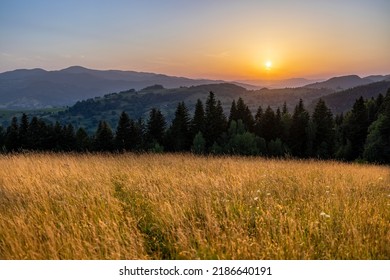 Yellow Green Meadow On The Hill Before Sunset, Mountains And Forest In The Background. No People, Clear Sky, Sunflare