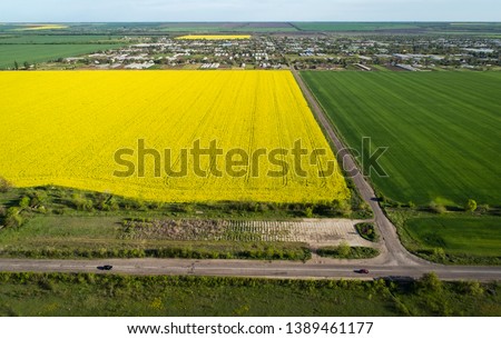 Yellow and green rape fields, aerial view. Ð¡ars go on the road. In the distance is the village