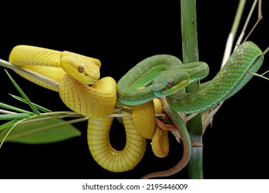 Yellow And Green Viper Snake On Branch, Venomous Pit Viper In The Family Viperidae, Animal Closeup