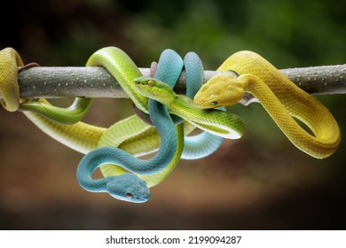 Yellow And Green Viper Snake On Branch, Venomous Pit Viper In The Family Viperidae, Animal Closeup