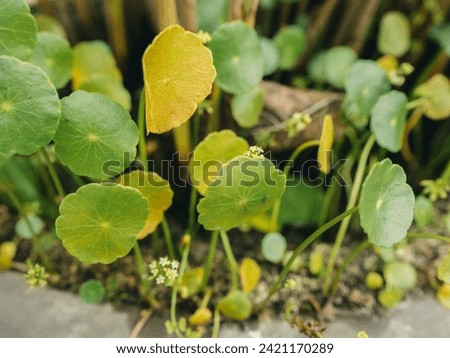 yellow and green Whorled Umbrella Plant