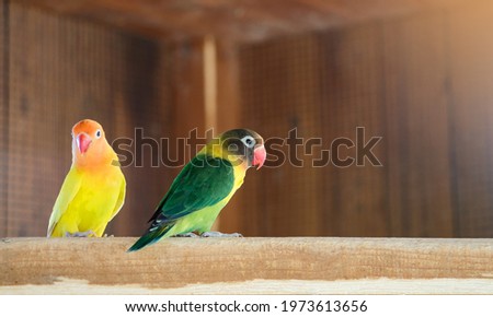Yellow and green-collared lovebird parrots on a branch in cage 