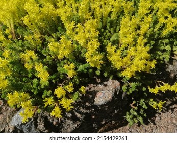 Yellow Groundcover Alpine Plant. Blooming Sedum Sexangulare In A Summer Sunny Garden. Floral Wallpaper 