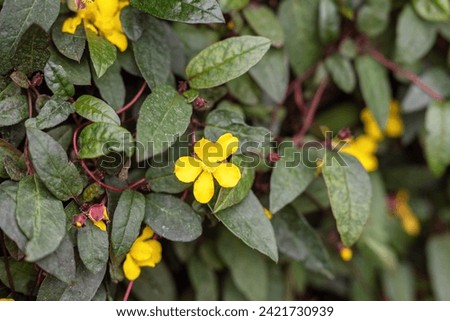 Yellow Guinea flowers (Hibbertia dentata). the beauty of yellow flower.