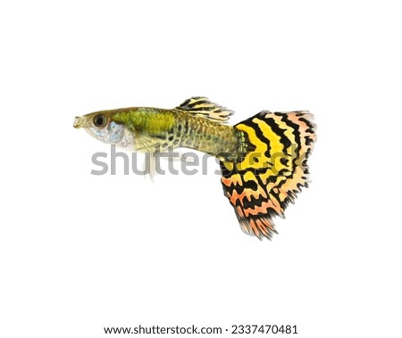 Yellow guppy fish opened mouths are snapping and looking for food isolated on white background