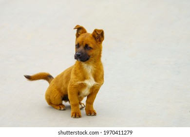 A Yellow - Haired Little Dog Squatting On The Ground