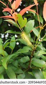 Yellow Hairy Caterpillar Feeds On A Wild Cinnamon Tree Leaf. 