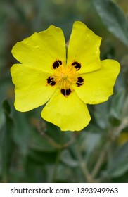 Yellow Halimium Flower Background Cistus Stock Photo 1393949963