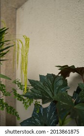 Yellow Hanging Flowers With Large Green Leaves And An Eggshell Wall